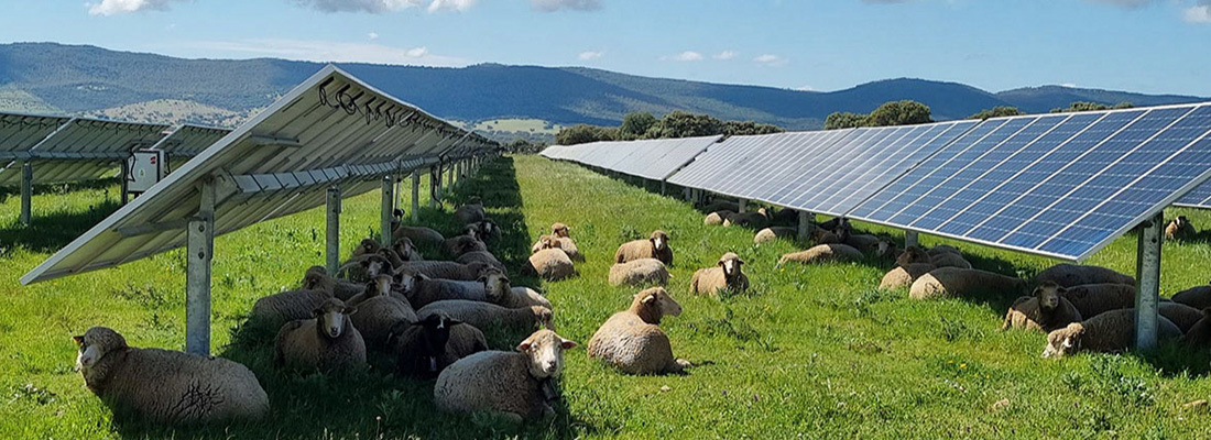 Livestock photovoltaic